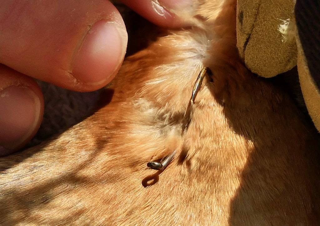 Fish Hook in Red-necked Grebe's Neck by Gavin Edmondstone is marked with CC0 1.0